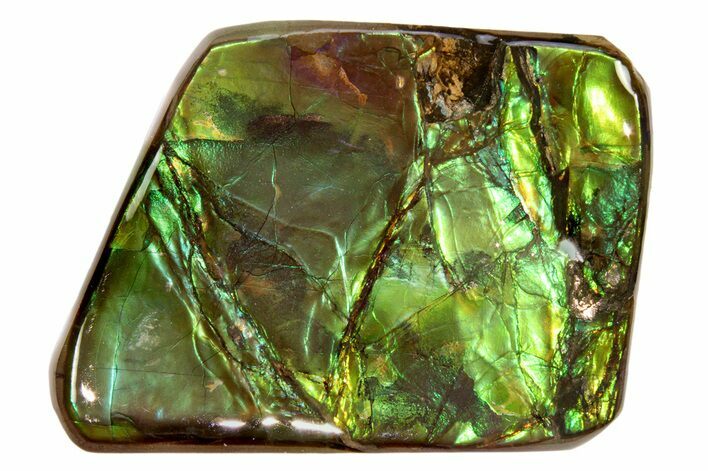 Iridescent Ammolite (Fossil Ammonite Shell) - Alberta #318013